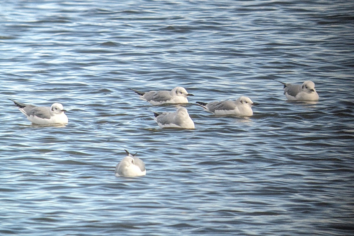Bonaparte's Gull - ML646873004