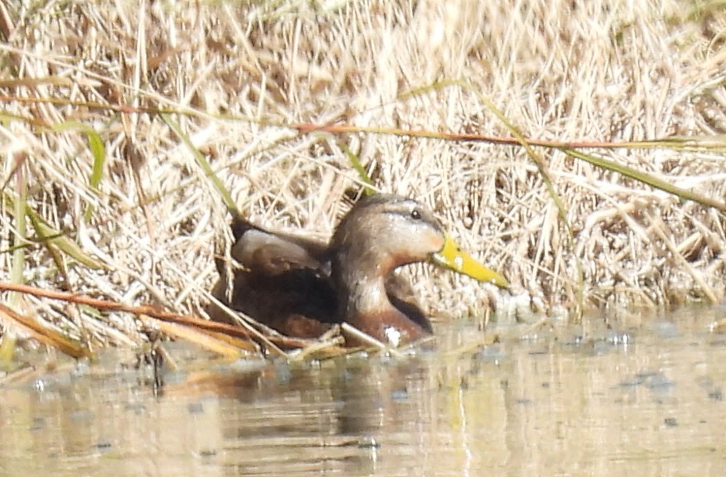 Крижень мексиканський - ML646873007