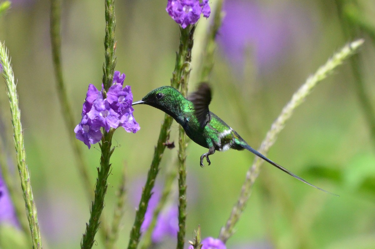 Green Thorntail - ML646873010