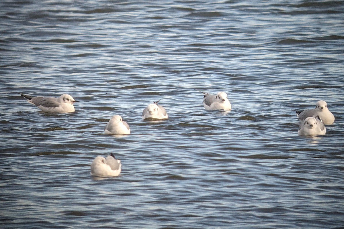 Bonaparte's Gull - ML646873026