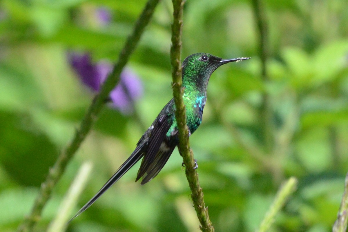 Green Thorntail - ML646873027