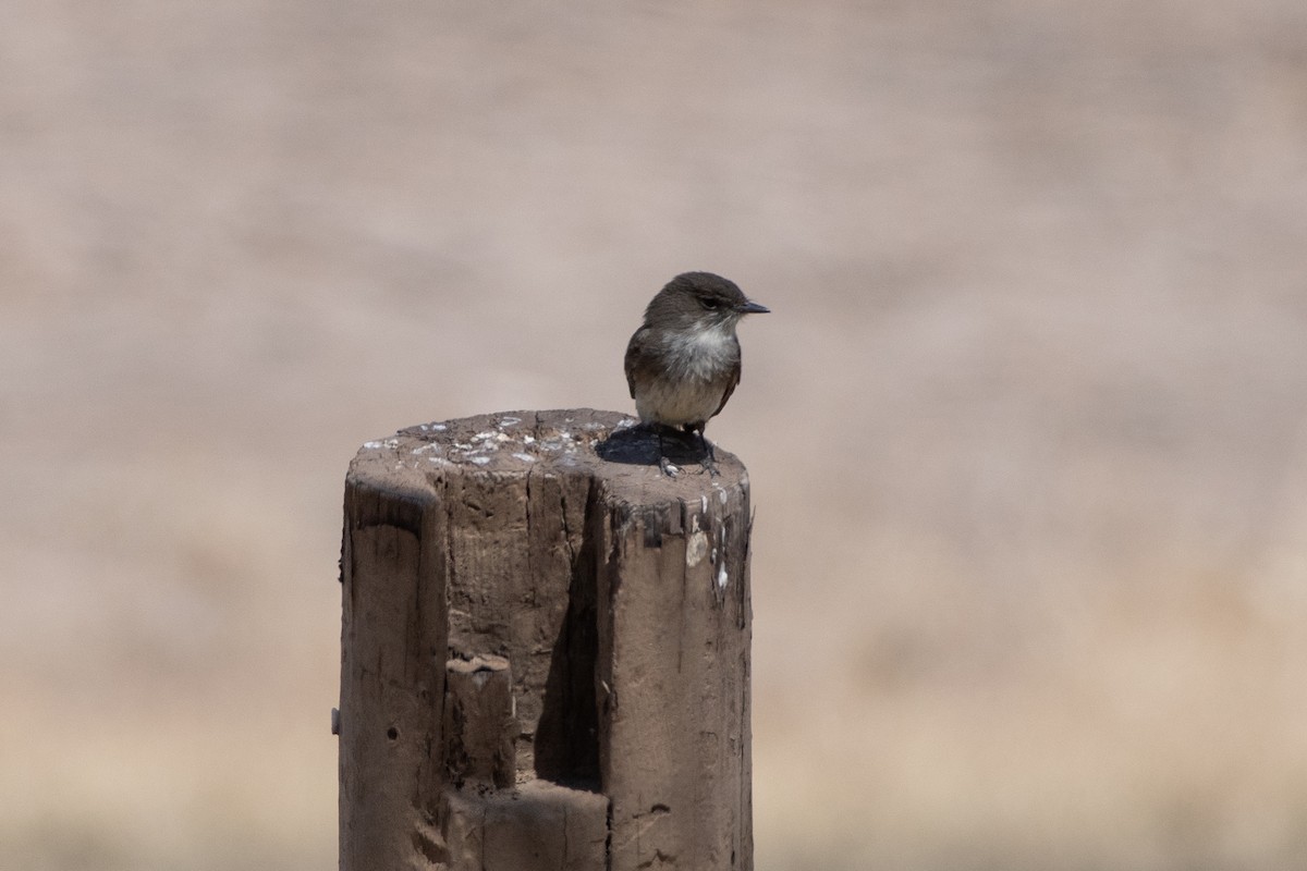 gråfibi - ML646873028