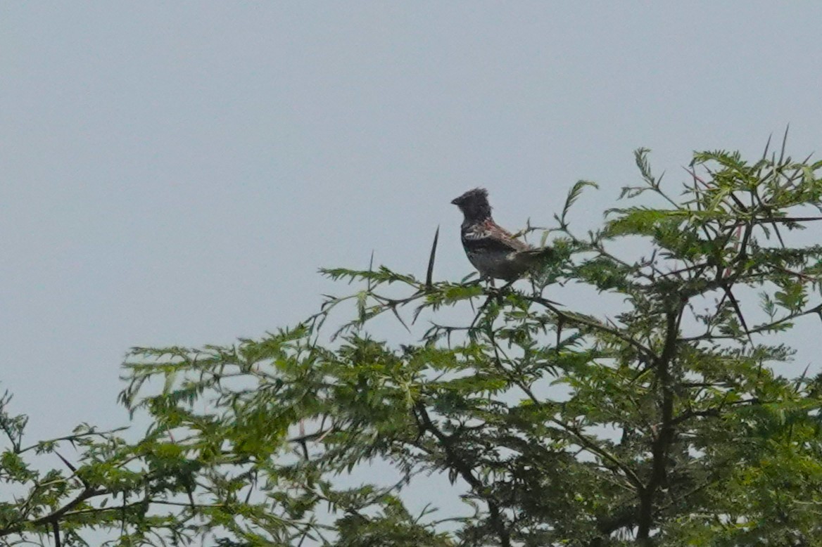 Peruvian Plantcutter - ML646873031