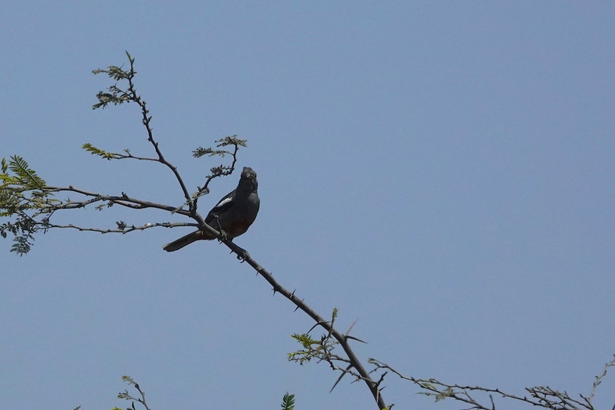 Peruvian Plantcutter - ML646873032