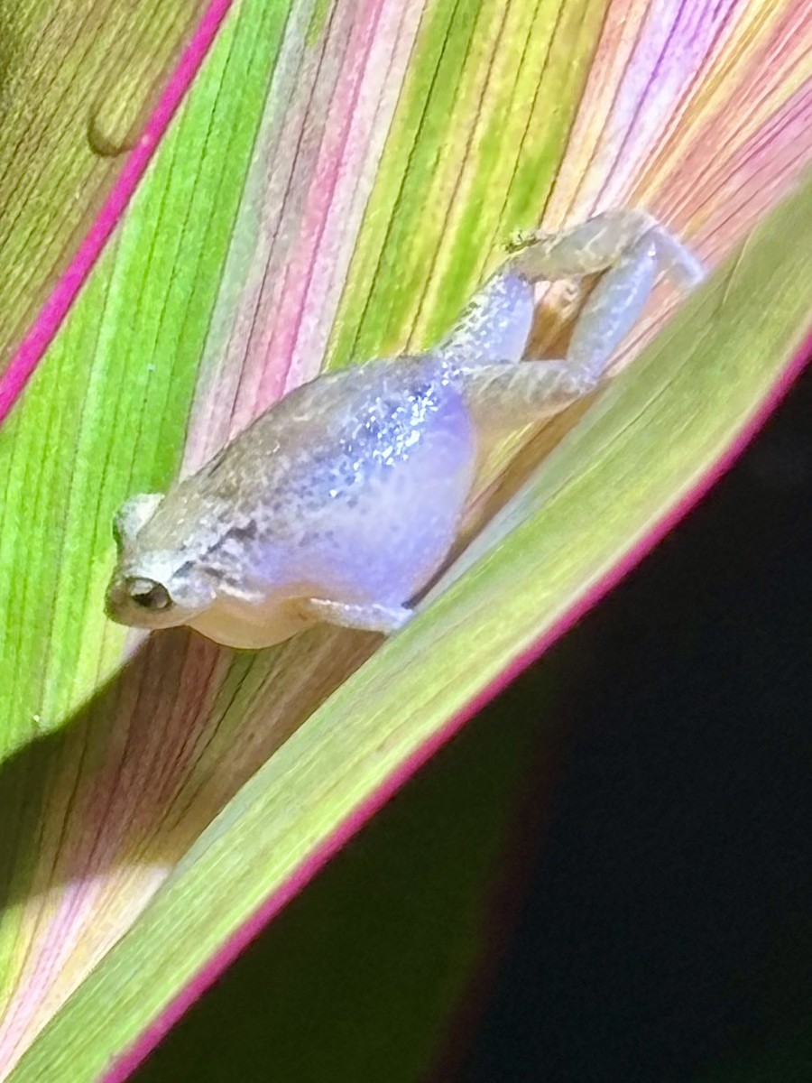 Lesser Antillean whistling frog - ML646873033