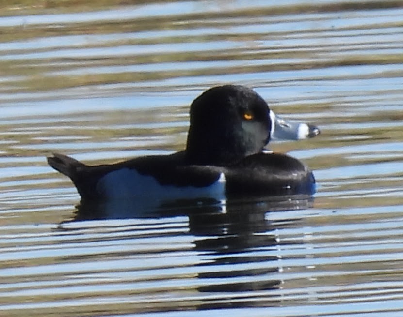 Чернь канадська - ML646873035