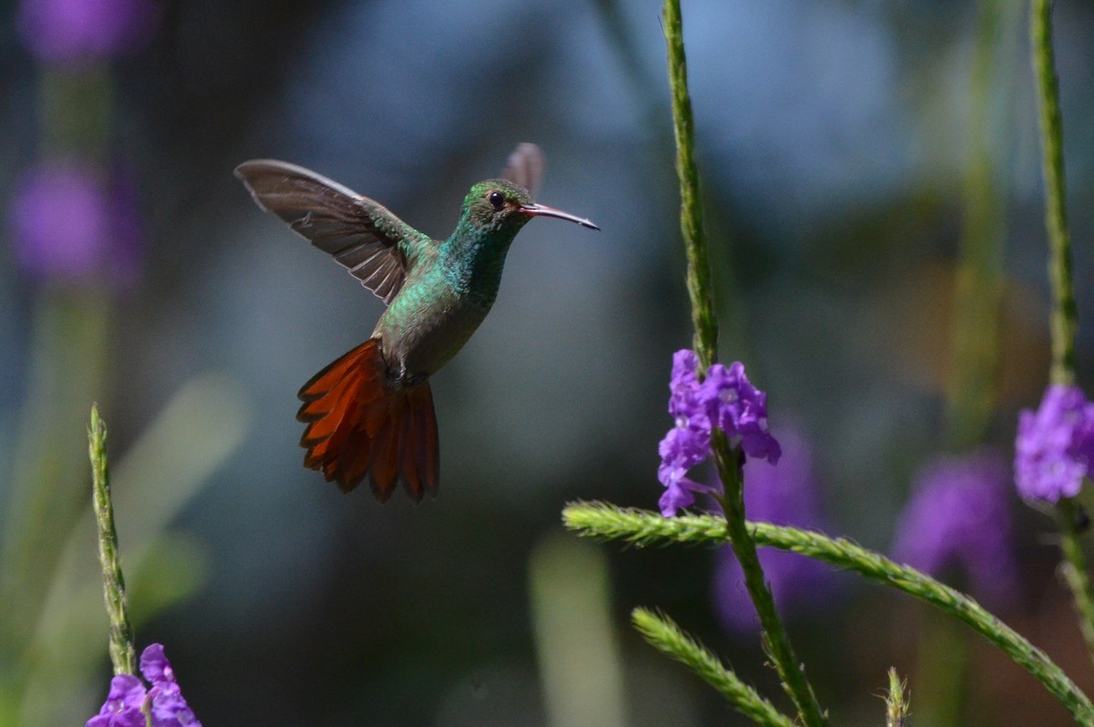 Rufous-tailed Hummingbird - ML646873036