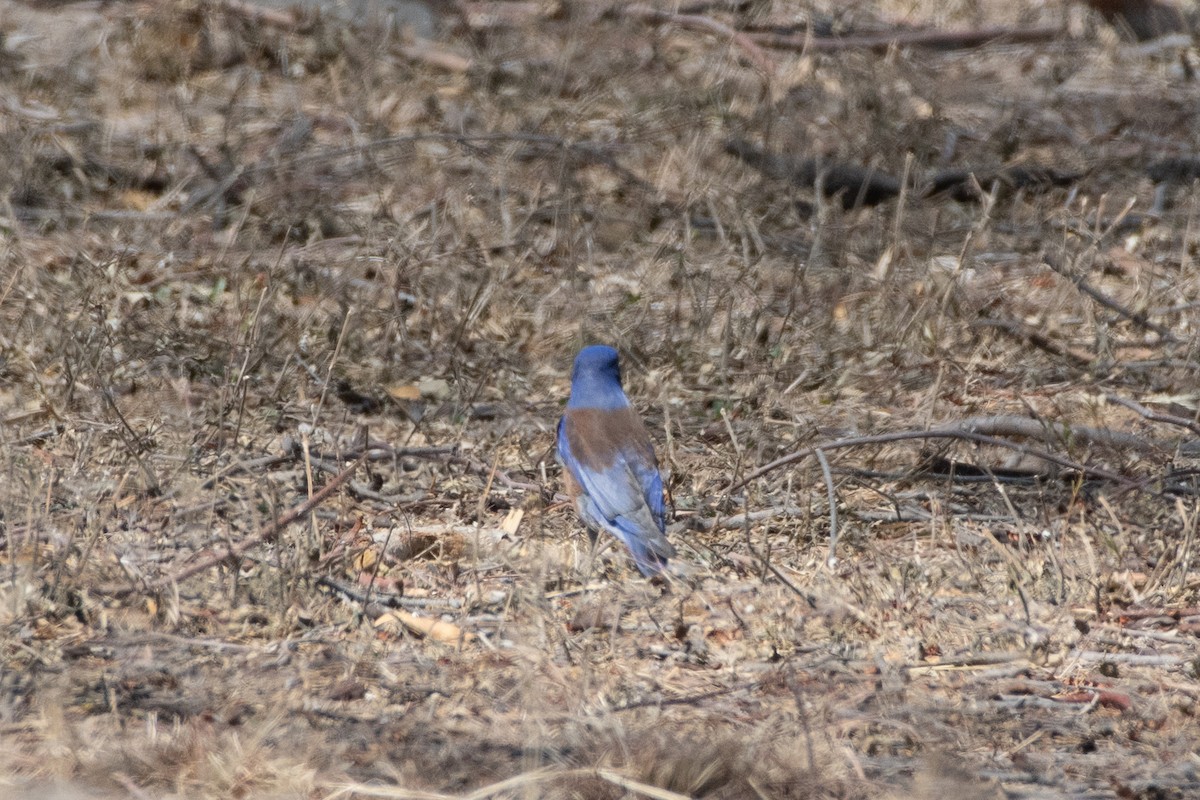 Western Bluebird - ML646873037