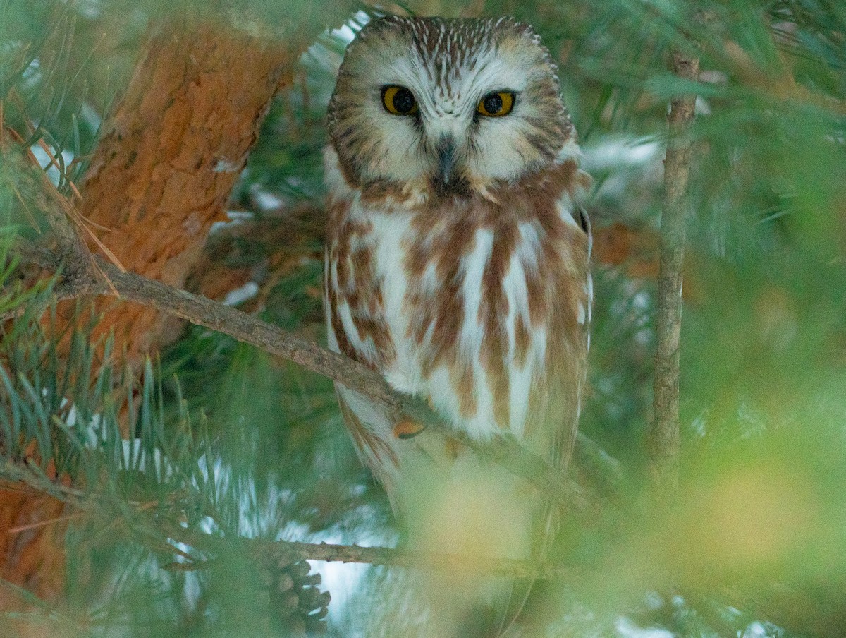 Northern Saw-whet Owl - ML646873042