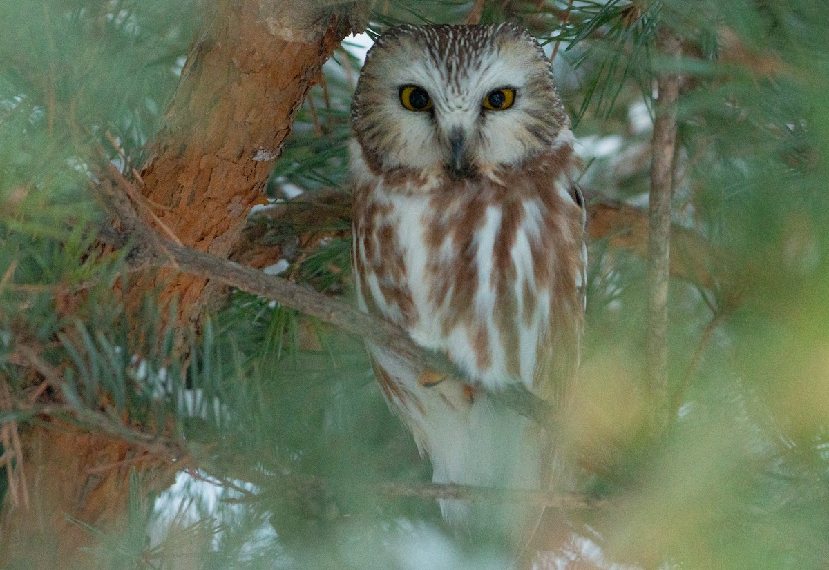Northern Saw-whet Owl - ML646873043