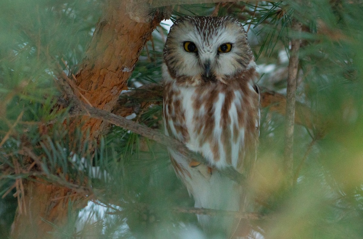 Northern Saw-whet Owl - ML646873044