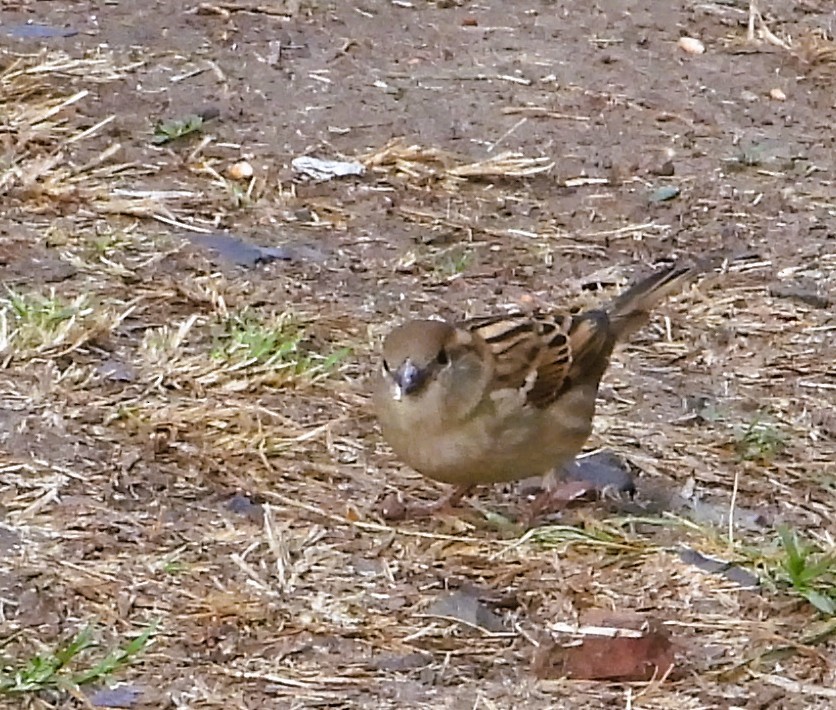 House Sparrow - ML646873045