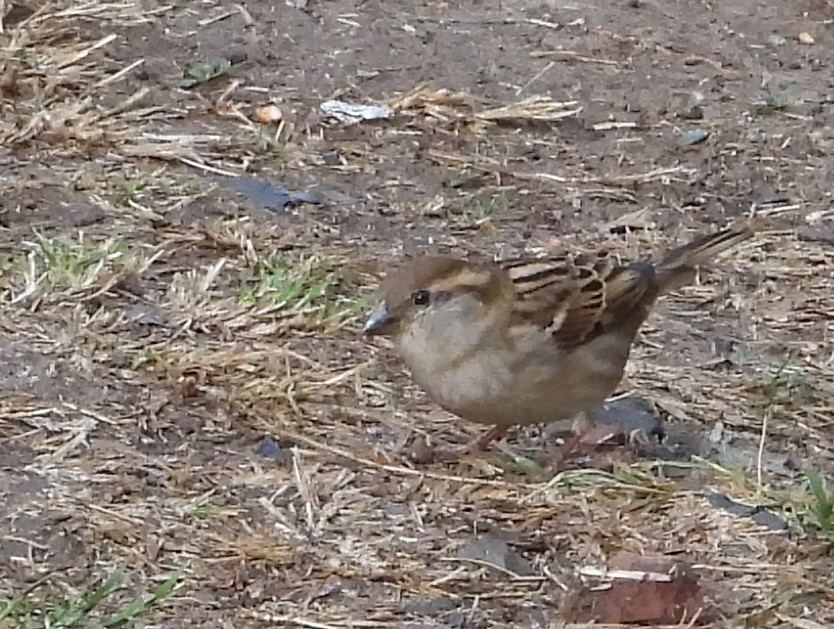 House Sparrow - ML646873046