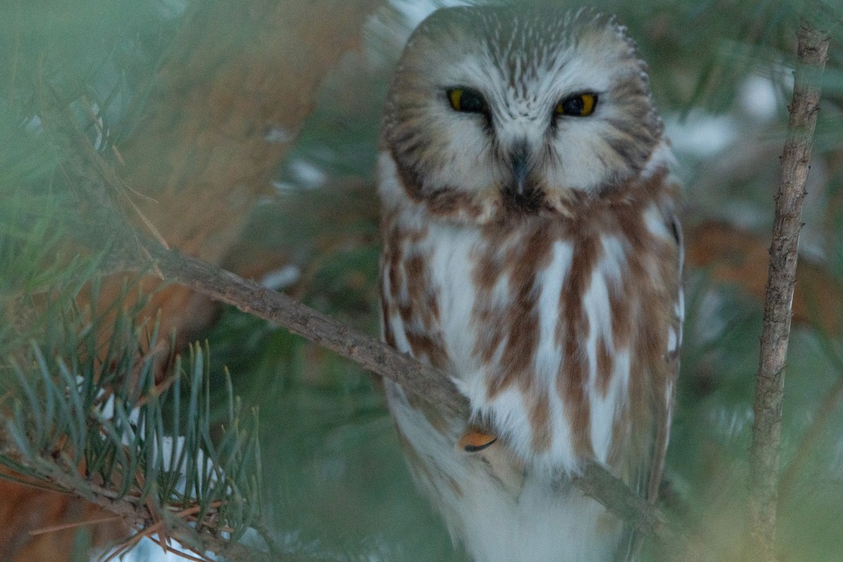 Northern Saw-whet Owl - ML646873047