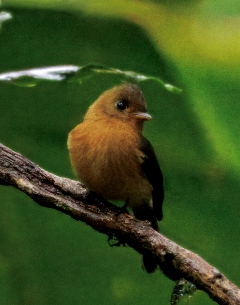 Gelbbauch-Schnäppertyrann - ML646873051