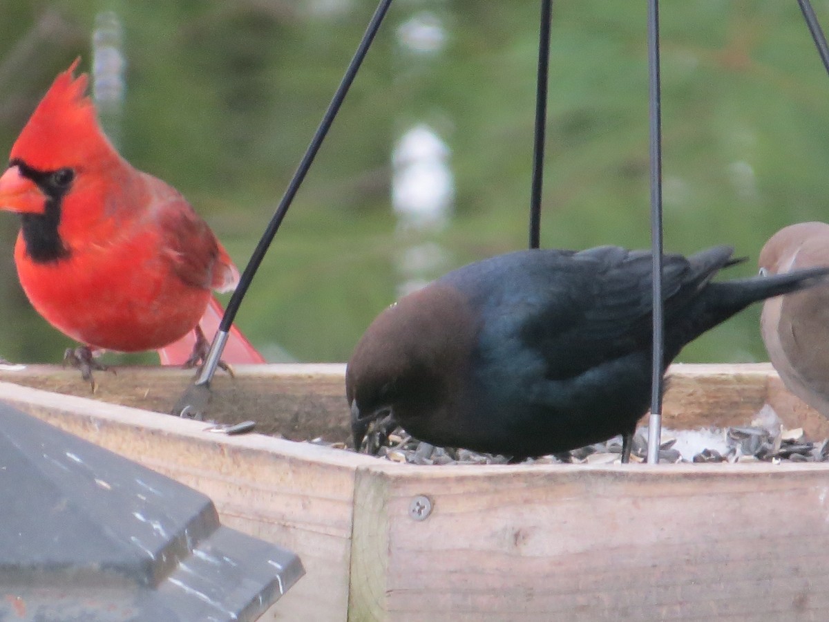 שחרורית חומת-ראש - ML646873052