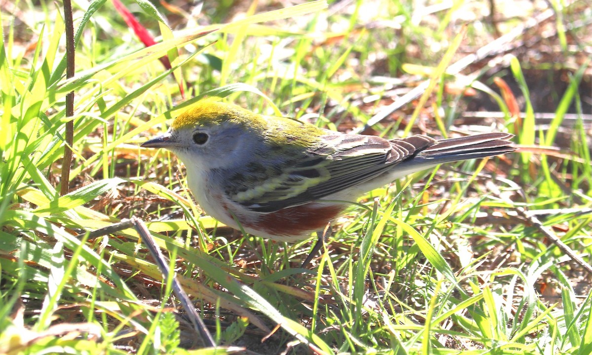 brunsideparula - ML646873054