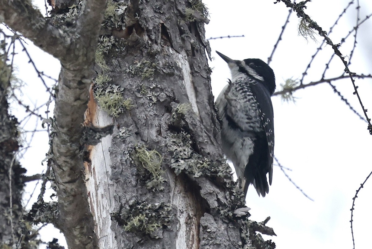 Black-backed Woodpecker - ML646873057