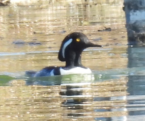 Крех жовтоокий - ML646873061