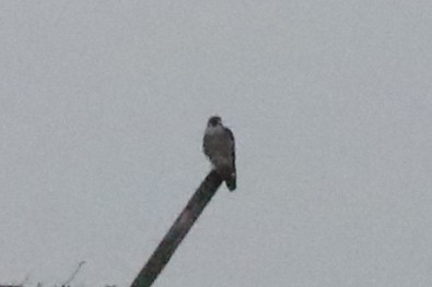 Peregrine Falcon - ML646873062