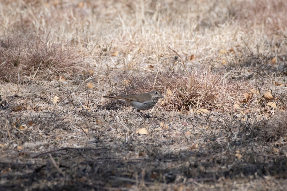 Hermit Thrush - ML646873063