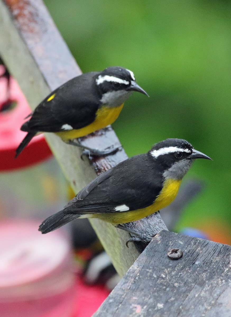 Sucrier à ventre jaune - ML646873064