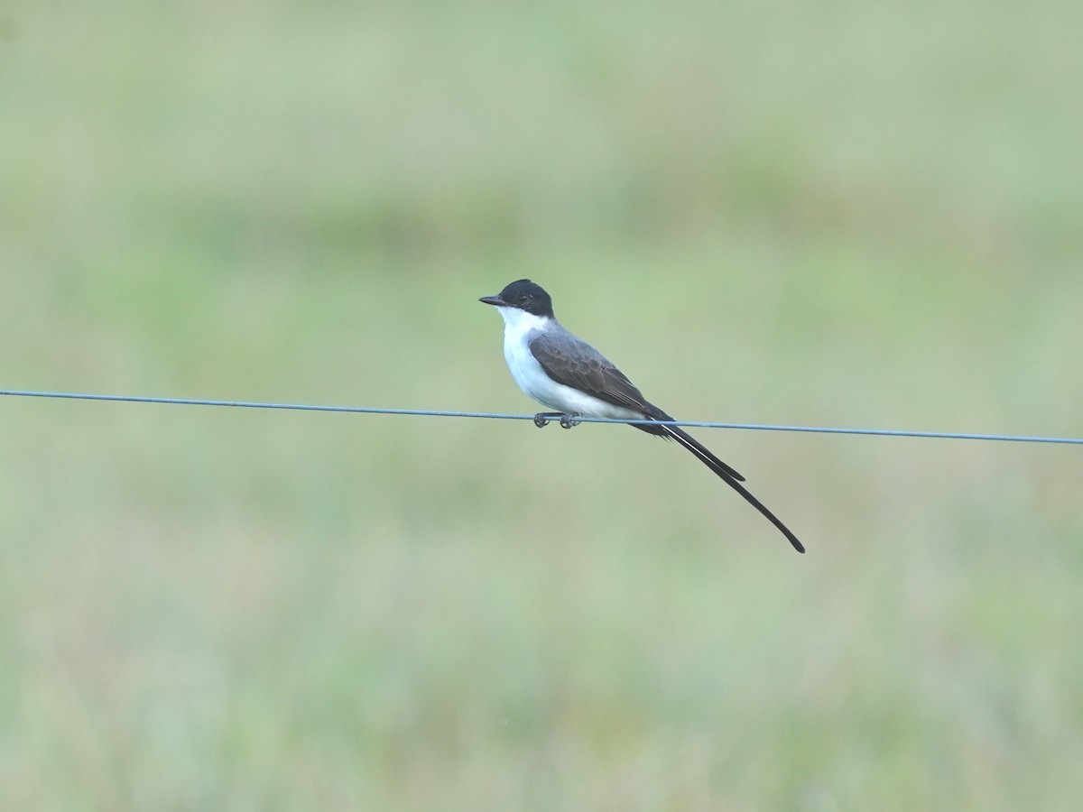 Fork-tailed Flycatcher - ML646873068