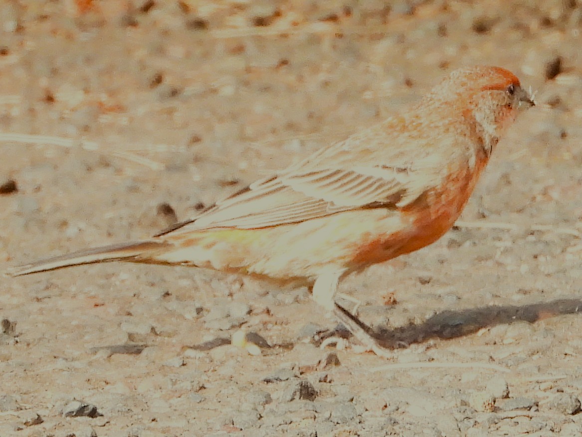 House Finch - ML646873070