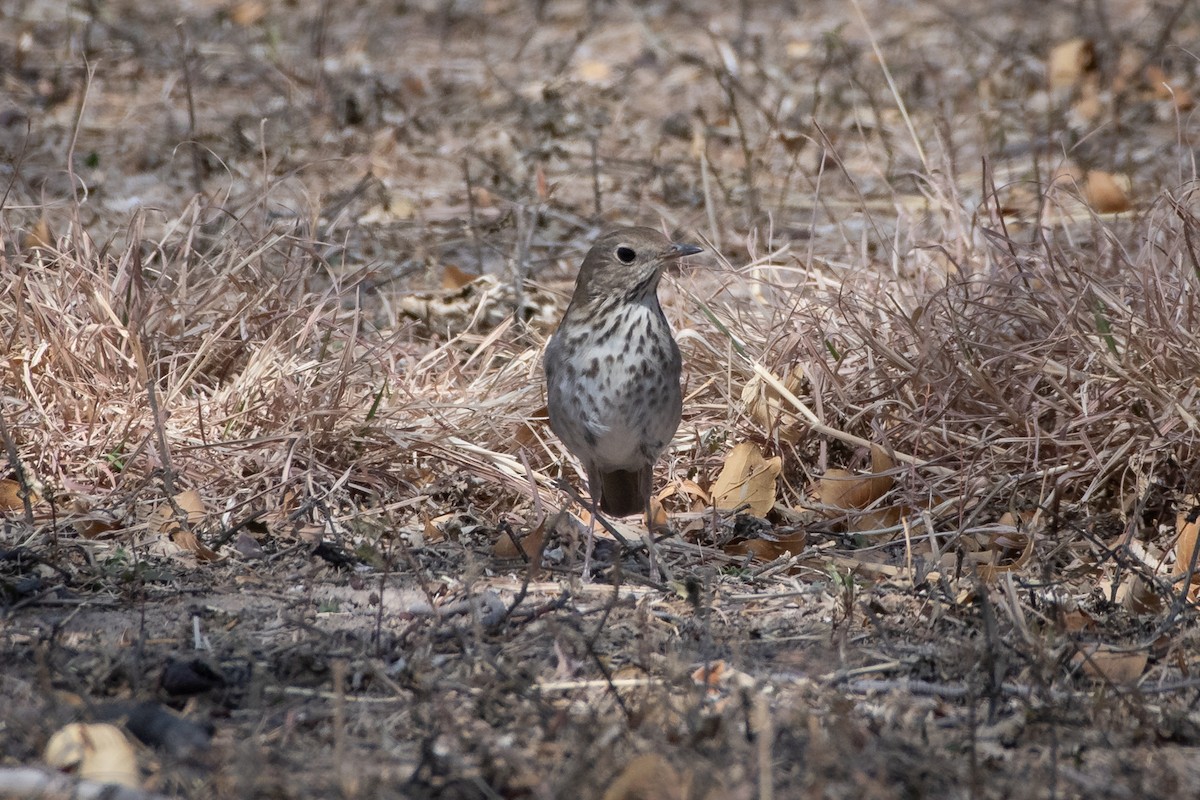 Hermit Thrush - ML646873073