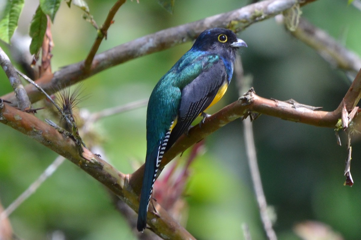 Желтобрюхий трогон - ML646873081