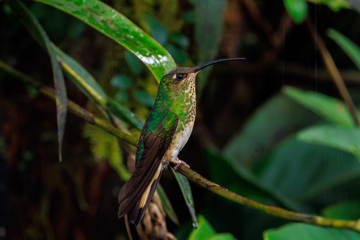 Mountain Velvetbreast - ML646873083