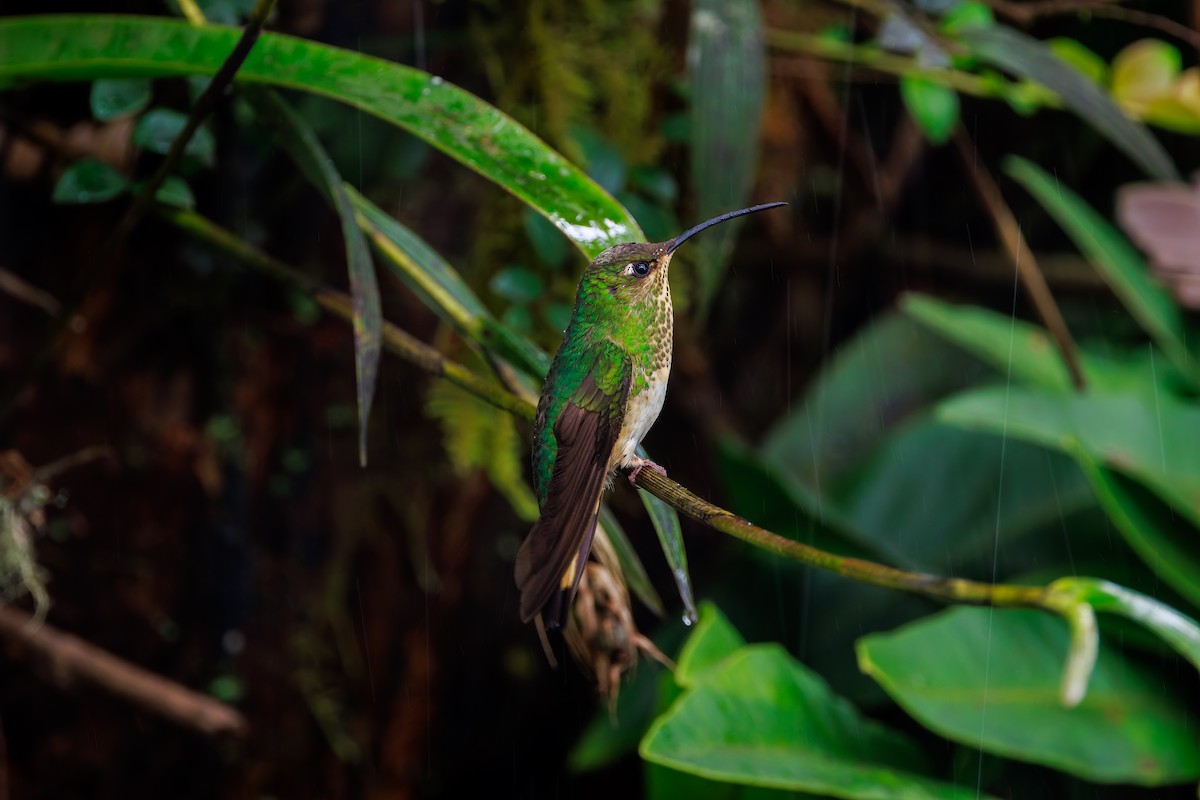 Mountain Velvetbreast - ML646873084