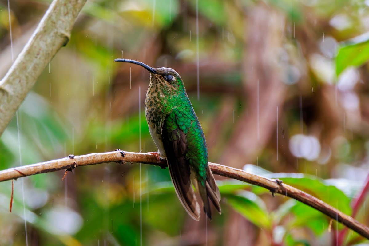 Mountain Velvetbreast - ML646873085