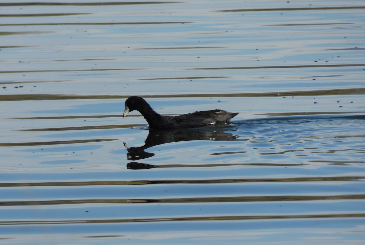 Лиска американська - ML646873086