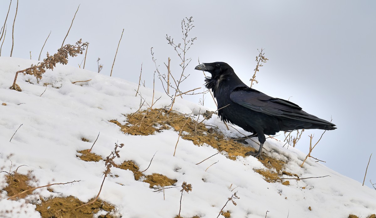 Common Raven - ML646873101