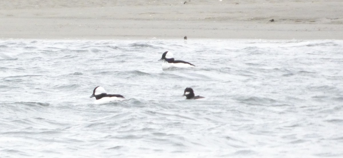 Petit Garrot - ML646873102