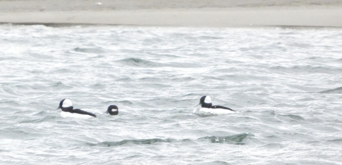 Petit Garrot - ML646873103