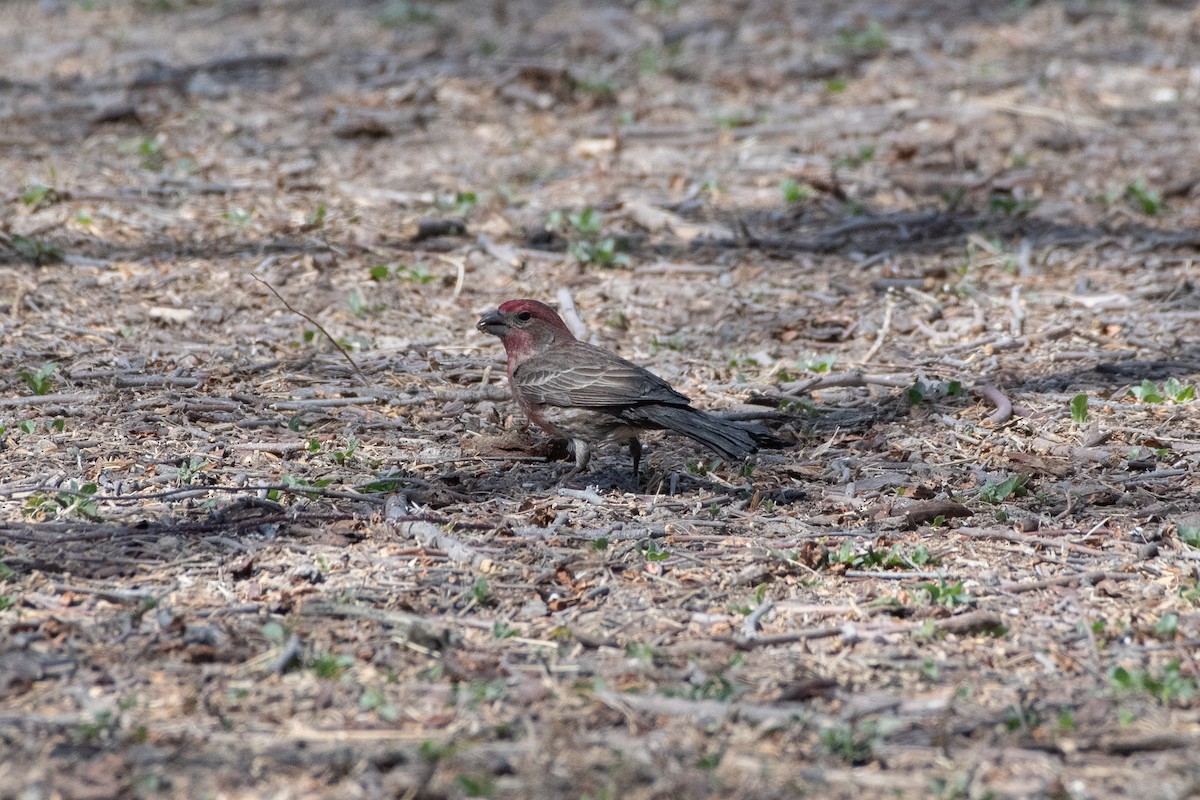 House Finch - ML646873105