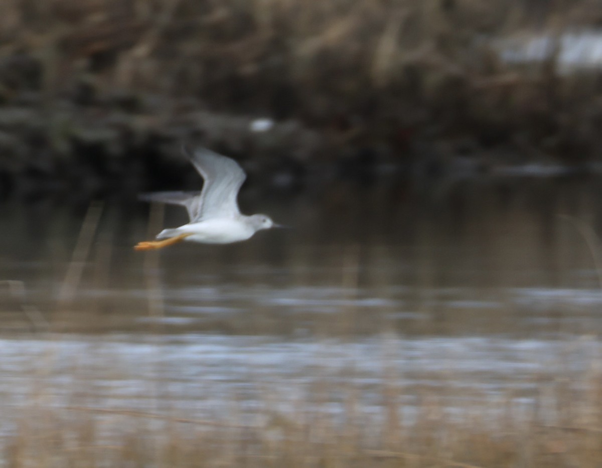 Greater Yellowlegs - ML646873109