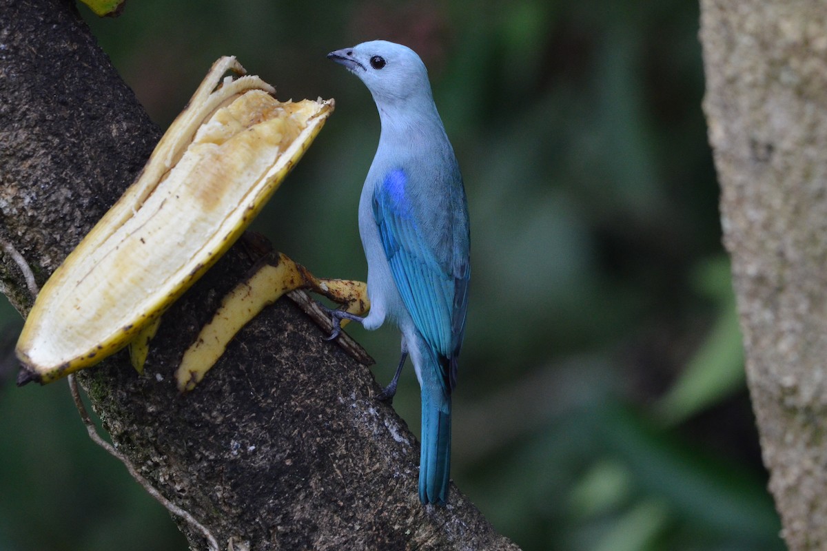 Blue-gray Tanager - ML646873110