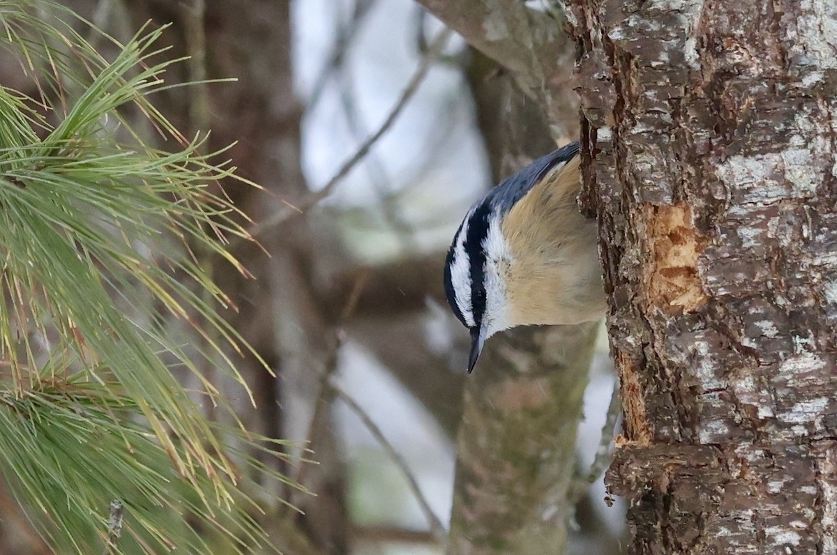 סיטה קנדית - ML646873111
