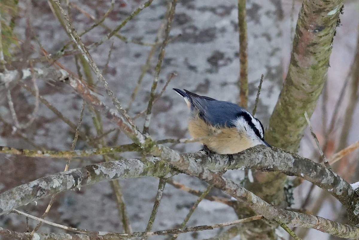 סיטה קנדית - ML646873112