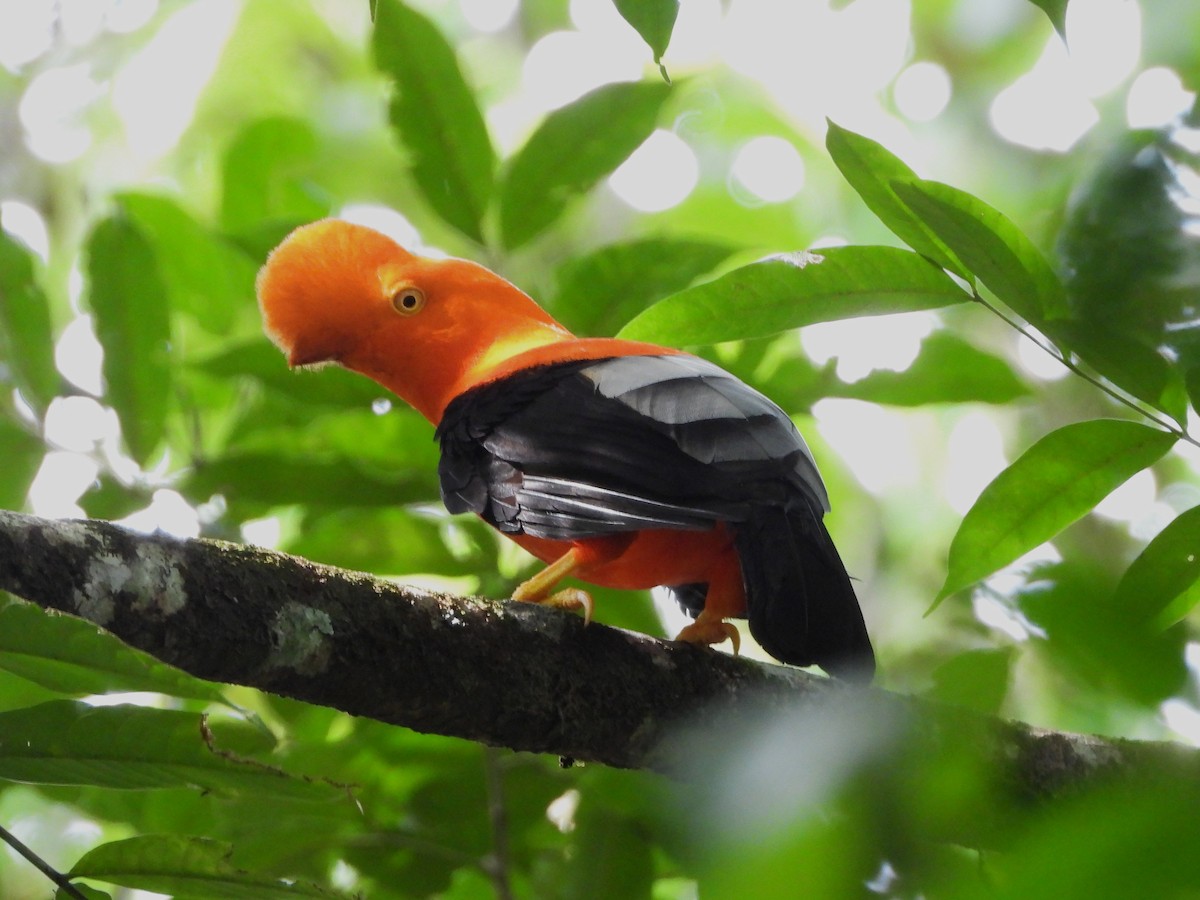 Andean Cock-of-the-rock - ML646873113