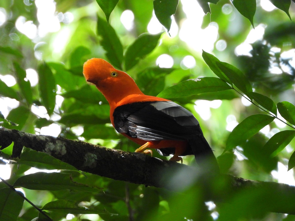 Andean Cock-of-the-rock - ML646873114