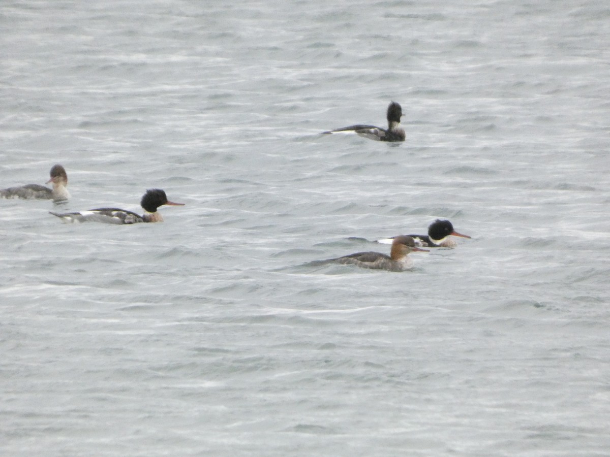 Harle huppé - ML646873116