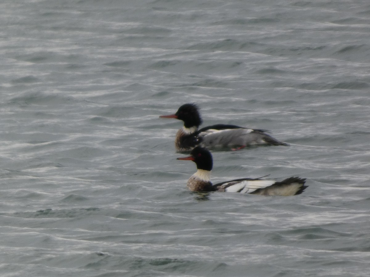 Harle huppé - ML646873117