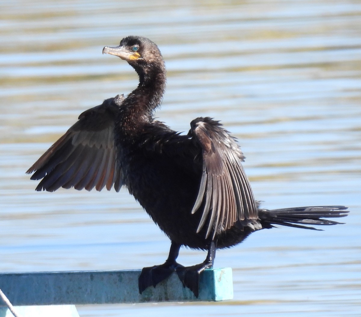 Баклан бразильський - ML646873118