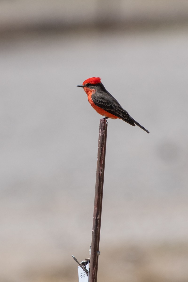 Vermilion Flycatcher - ML646873119