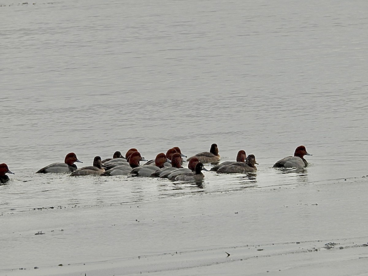 Redhead - ML646873120