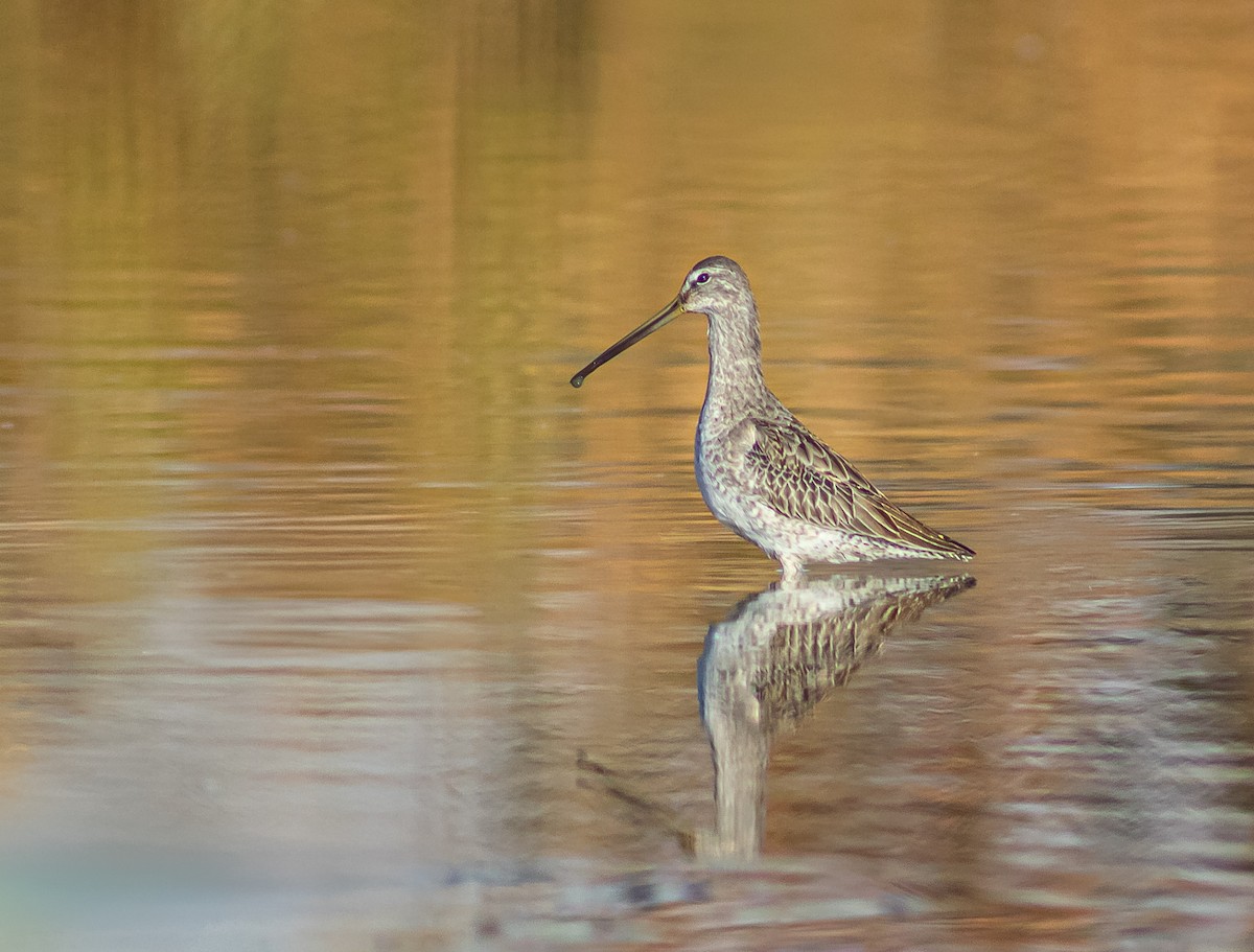 Long-billed Dowitcher - ML646873124